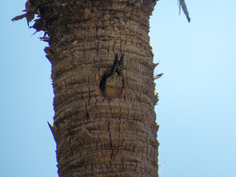 !!!!woodpecker-going-into-sabal-palm